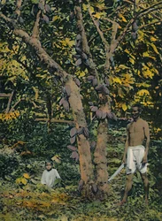 Cacao in volle vrucht, Trinidad en Tobago