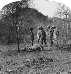 Kolonel Afsurul Mulk op tijgerjacht, India, 1900s