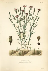 Gewone bolderik, Agrostemma githago, Githago segetum, Nielle des blés, handgekleurde staalgravure door L