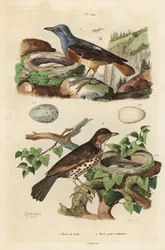 Gewone rotslijster met nest en eieren, Monticola saxatilis, en zanglijster met nest en eieren, Turdus philomelos