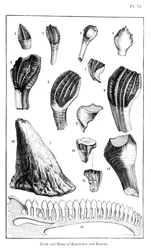 Vergelijking van de tanden van een iguanodon met die van een moderne leguaan, 1836
