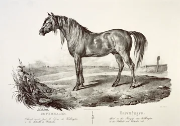 Kopenhagen, het paard van de hertog van Wellington, 19e eeuw