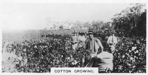 Katoen plukken, Australië, 1928