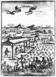 Tabak Cultiveren en Drogen in West-Indië met Slavenarbeid, 1686