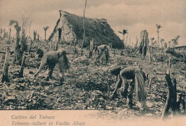 Cultivo del Tabaco. Tabakscultuur in Vuelta Abajo, ca. 1900