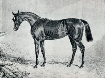 Cyprianus, 19e eeuw, 1911