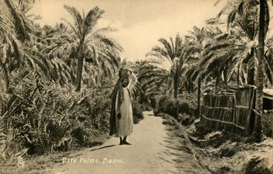 Dadelpalmen, Basra, c1918-c1939