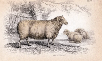 Dishley New Leicester Ram, ca. 1840