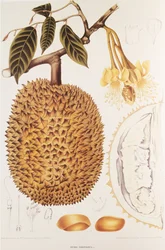 Durio zibethinus/Durian