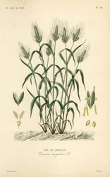 Durumtarwe, pastatarwe of maraconitarwe, Triticum turgidum, Ble de miracle