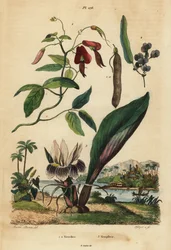 Donkere koraal erwten, Kennedia rubicunda, valse sarsaparilla, Hardenbergia violacea, en blackhorm