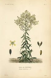 Wede, Isatis tinctoria, Pastel des Teinturiers