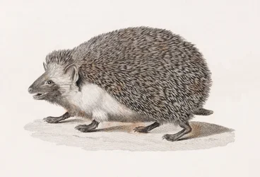 Oorige egel