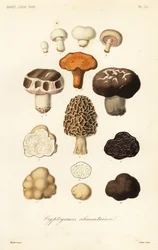 Eetbare paddenstoelen