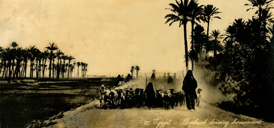 Egypte - Herder die naar huis rijdt