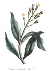 Eugenia caryophyllata - kruidnagelboom, 1823