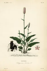 Europese adderwortel, Persicaria bistorta