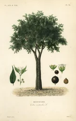 Europese netelboom, mediterrane hackberry, lotusboom of honingbes, Celtis australis, micocoulier