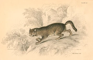 Europese wilde kat Felis silvestris
