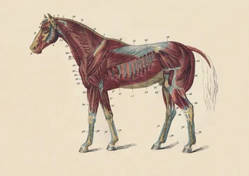 Externe spieren en pezen van het paardenlichaam, c1879