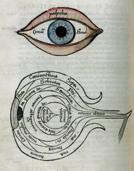 Ogen Structuur van het oog