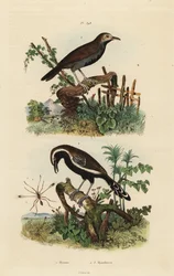 Feeënvlieg, Mymar pulchellum 1, zuidelijke witgerande mierwren, Formicivora grisea 2 en zwartkeelmiervogel, Myrmophylax atrothorax melanura 3