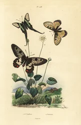 Valse apollo, Archon apollinus, witte drakenstaart, Lamproptera curius, en doorzichtige zwaluwstaart, Cressida cressida, parnassia, Parnassia palustris