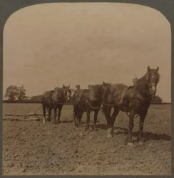 Landbouw in Engeland - Het land eggen, 1909