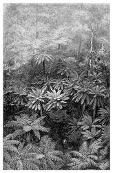 Fern Tree Gully, Australië, 1886