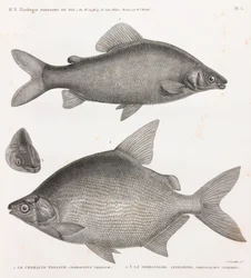 Vissen: Le Characin Nefasch & Le Serrasalme Citharine
