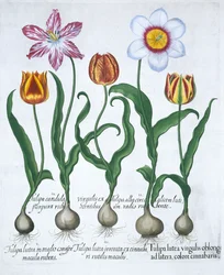 Vijf tulpen