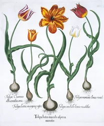 Vijf tulpen, 1613