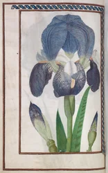 Florilegium: pagina 14 verso blauwe en witte iris