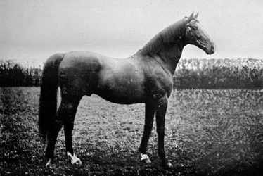 Florizel II, 1911