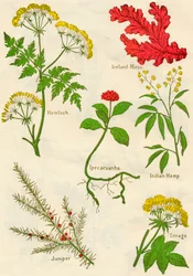 Bloemen: Gevlekte scheerling, IJslands mos, Ipecacuanha, Indiase hennep, Jeneverbes, Lavas, ca. 1940
