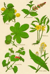 Bloemen: Hop, Paardenmunt, Paardenkastanje, Helleborus, Hondsdraf, Mierikswortel, ca. 1940