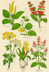 Bloemen: Weegbree, Sarsaparilla, Salie, Peterselie, Scilla, Pepermunt, ca. 1940