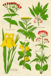 Bloemen: Thorough Wort, Tansy, Sassafras, Valeriaan, Gele Vlag, Thee, Valeriaan, ca. 1940