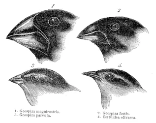 Vier van de Vinksoorten Geobserveerd door Darwin op de Galapagos Eilanden