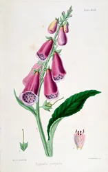 Vingerhoedskruid Digitalis purpurea, 19e eeuw