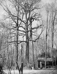 Franse observatiepost in een boom, Frankrijk, Eerste Wereldoorlog, 1915