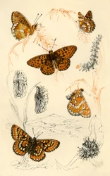 Fritillary vlinders, 19e eeuw