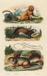 Gouden leeuwaapje, Leontopithecus rosalia, bedreigd, alpenmarmot, Marmota marmota en hol, en fret of bunzing, Mustela putorius