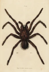 Goliath vogelspin, Theraphosa blondi