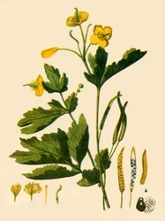 Grote stinkende gouwe, 1839, 1944