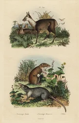 Grote witgetande spitsmuis, Crocidura russula, grijze muskietspitsmuis, Suncus murinus en donkere muskushert, Moschus fuscus, bedreigd