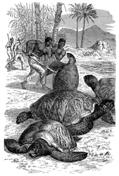 Groene schildpad gevangen door jagers, 1884