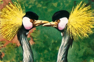 Grijze kroonkraanvogels, ca. 1928