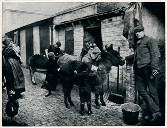 Verzorging van costers ezels, Londen (c1903)