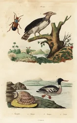 Harpij arend, Harpia harpyja 3, Braziliaanse zaagbek, Mergus octosetaceus, ernstig bedreigd 4, Harpalus kever 1, en harp slak, Harpa major 2. Harpale, harpe, harpie, harle